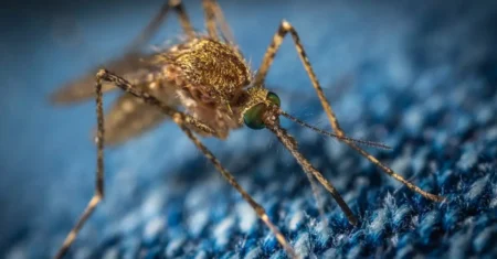 O Que Significa Sonhar Com Muitos Mosquitos?