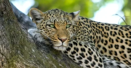 O Que Significa Sonhar Com Leopardo Atacando?