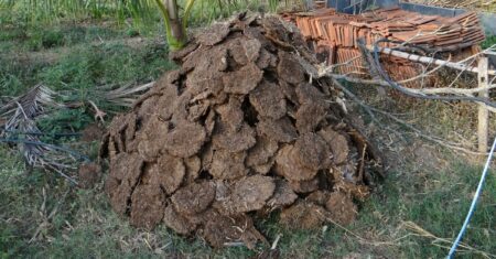 O Que Significa Sonhar Limpando Fezes De Galinha?