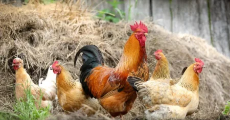 O Que Significa Sonhar Com Galinha Amarela?