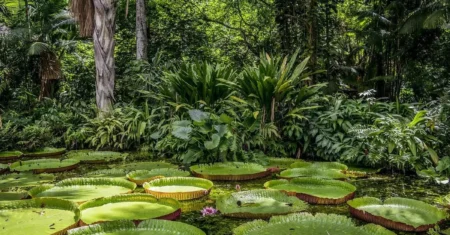Simbolismo Dos Matos Verdes