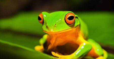 O Que Significa Sonhar Com Rã Verde?