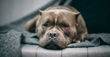 O Que Significa Sonhar Com Pit Bull Atacando?