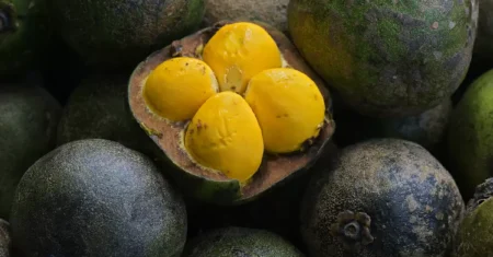 O Que Significa Sonhar Com Pequi No Chão?