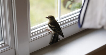 O Que Significa Passarinho Entrar Na Cozinha?