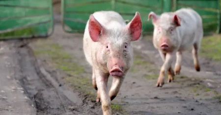 O Que Significa Sonhar Com Porco Correndo Atrás De Mim?
