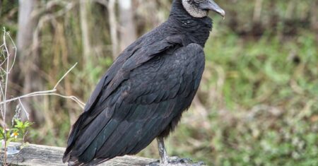 O Que Significa Sonhar Com Urubu Morto?