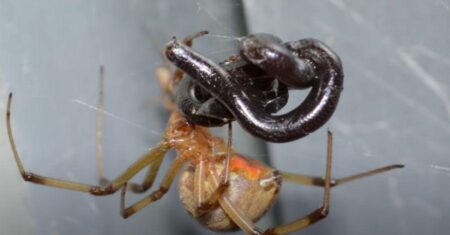 O Que Significa Sonhar Com Cobra E Aranha?