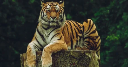 O Que Significa Sonhar Com Tigre Manso?