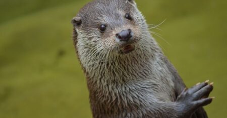 O Que Significa Sonhar Com Lontra?