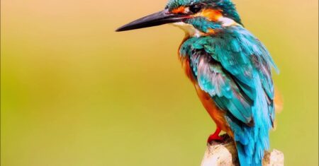 O Que Significa Sonhar Com Pássaro Azul?