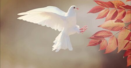 O Que Significa Sonhar Com Pombo Branco?