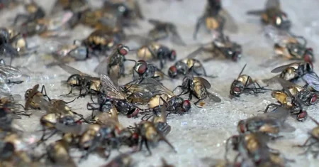 Muitas Moscas: O Que Significa Espiritual?