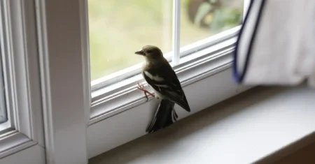 O Que Significa Passarinho Na Janela Do Quarto?