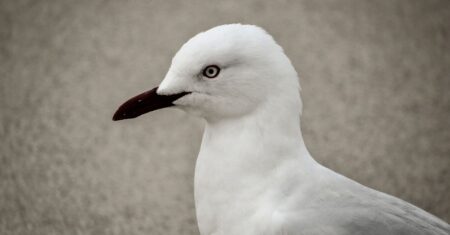 O Que Significa Sonhar Com Pássaro Branco?