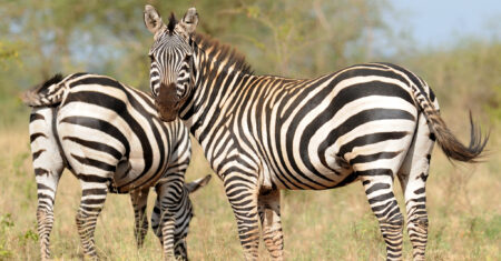 O Que Significa Sonhar Com Zebra?