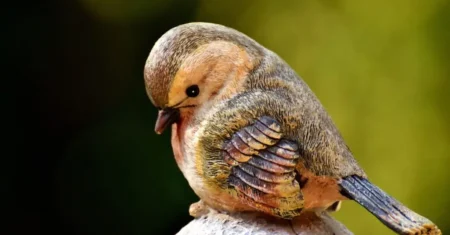 O Que Significa Passarinho Entrar Pela Porta?