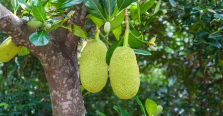 O Que Significa Sonhar Com Jaca Madura?