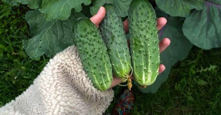 O Que Significa Sonhar Com Pepino?