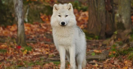 O Que Significa Sonhar Com Lobo Querendo Me Pegar?