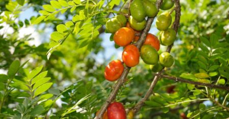O Que Significa Sonhar Com Siriguela?