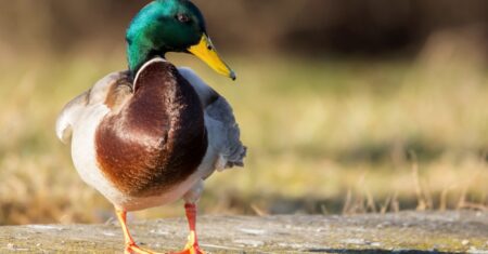 O Que Significa Sonhar Com Ovo De Pato?