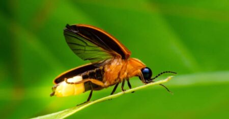 O Que Significa Ver Um Vagalume?