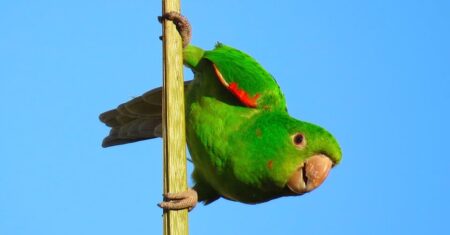 O Que Significa Sonhar Com Maritaca?