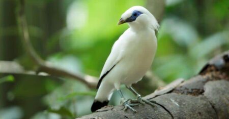 O Que Significa Sonhar Com Pássaro Branco?