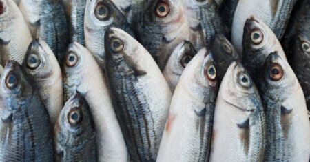 O Que Significa Sonhar Com Peixe No Jogo Do Bicho?