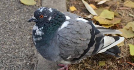 O Que Significa Sonhar Com Pombo Preto?